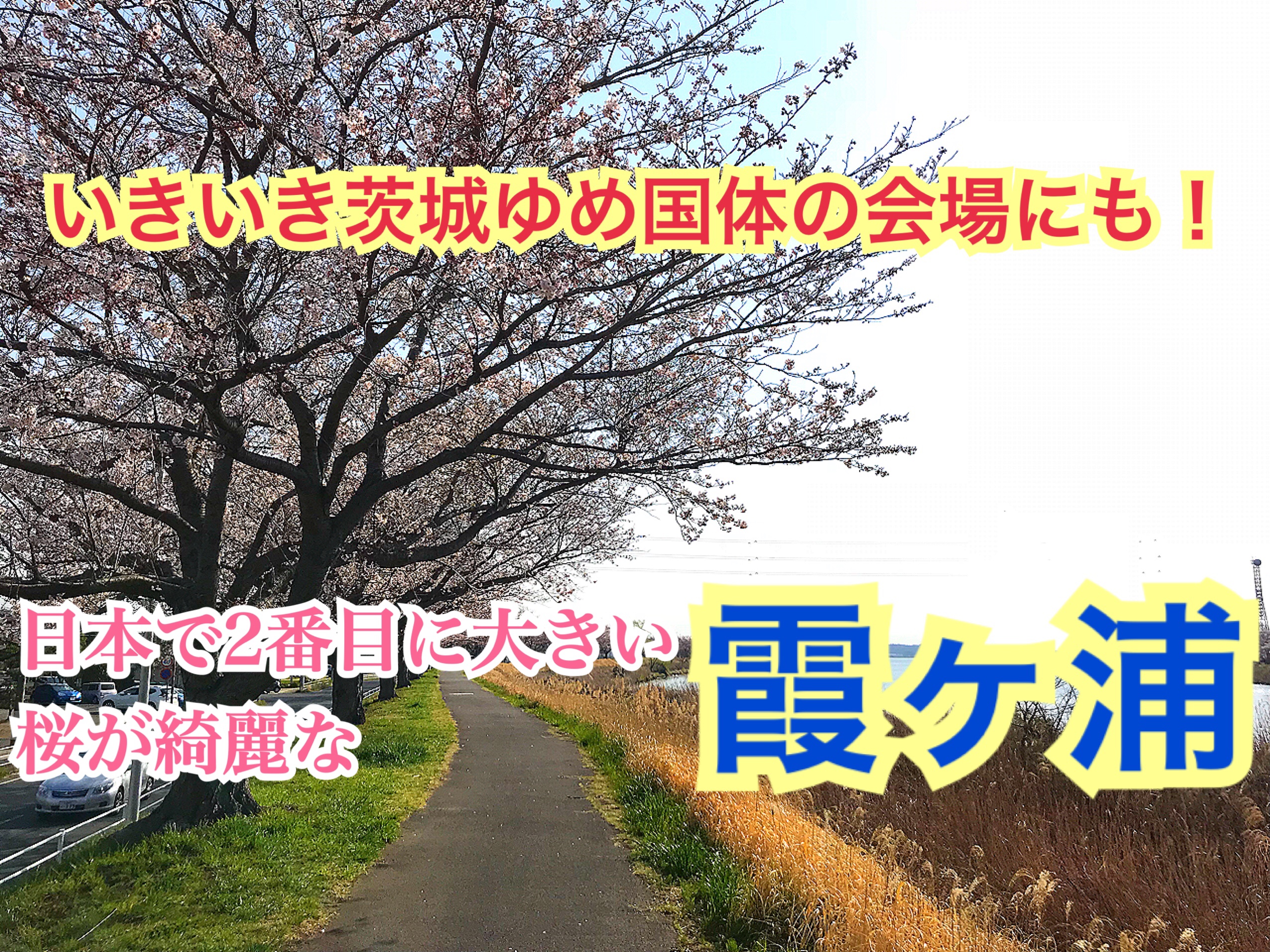 【霞ヶ浦】茨城県の観光地！めっちゃ広くて、桜が綺麗な霞ヶ浦をご紹介！【関東めぐり茨城編】