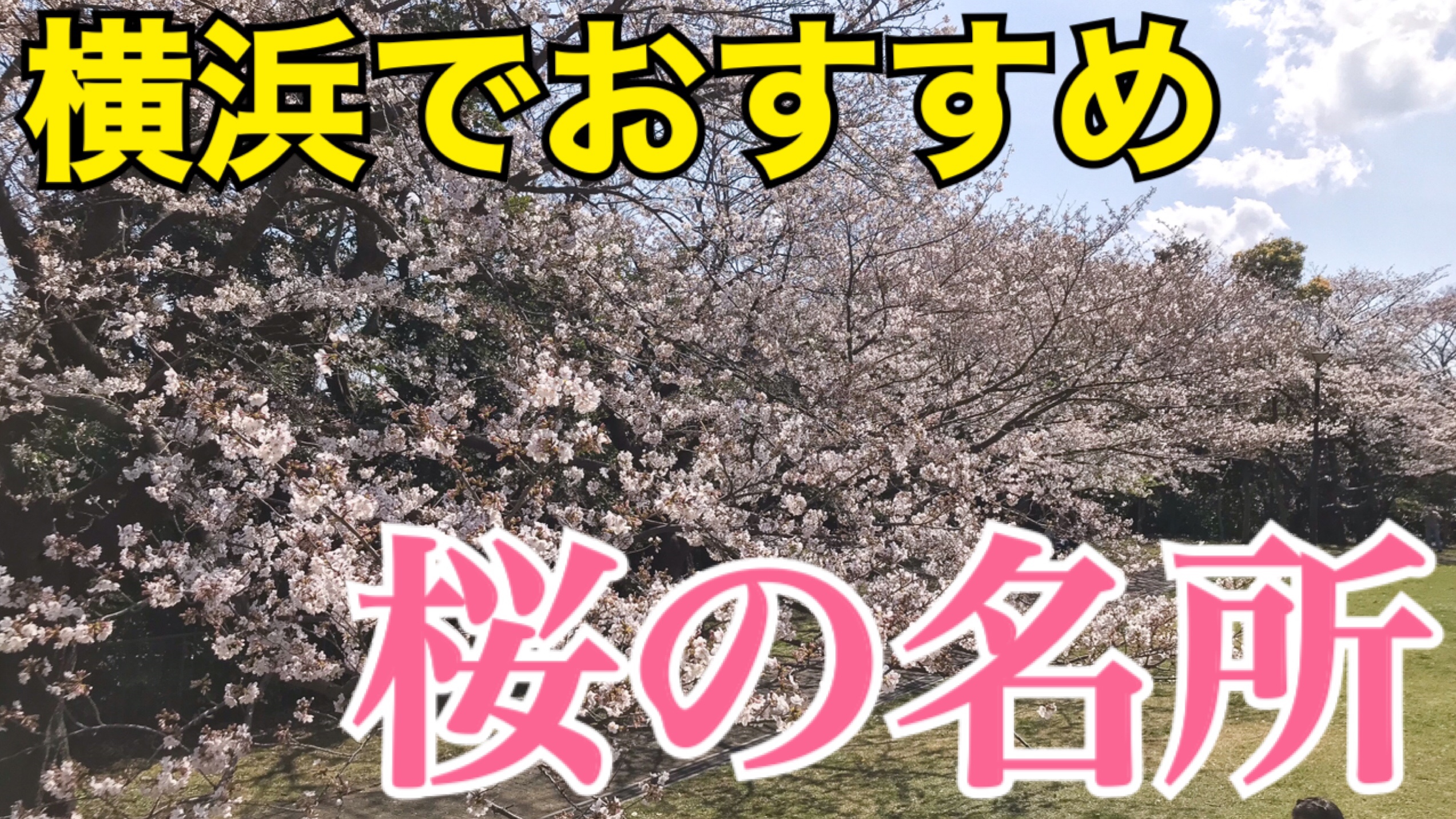 横浜で桜を楽しむ！横浜のおすすめ桜スポットを紹介します！お花見気分を味わおう！【横浜さくら観光】