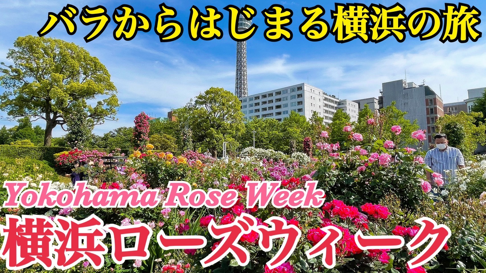 横浜でバラを楽しむ観光！横浜ローズウィークに行ってきた！街歩きと花の融合がすごい！